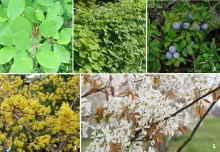 Gemengde inheemse haag (25 stuks)