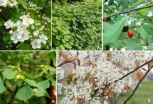 Gemengde haag voor vogels (25 stuks)