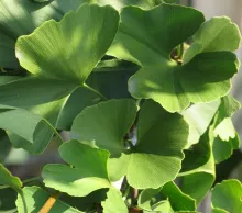 Ginkgo biloba 'Troll'