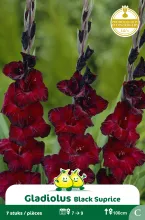 Gladiolus Black Surprise