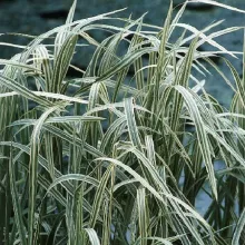 Glyceria max. 'Variegata'
