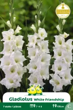 Gladiolus White Friendship