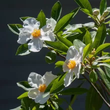 Gordlinia grandiflora