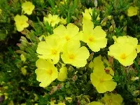 Halimium 'April Sun'