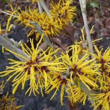 Hamamelis intermedia 'Amanda'