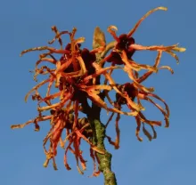 Hamamelis interm. 'Jelena'