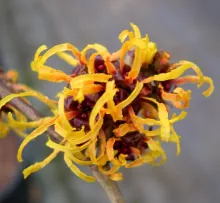 Hamamelis interm. 'Orange Beauty'