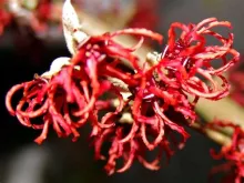 Hamamelis interm. 'Ruby Glow'