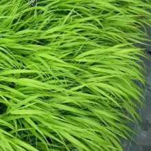 Hakonechloa macra