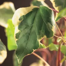 Hedera 'Gloire de Marengo'