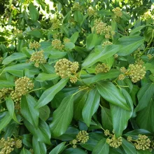 Hedera colchica 'Fall Favourite'