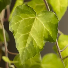 Hedera c. 'Sulphur Heart'