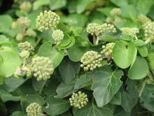 Hedera helix 'Arbori Compact'