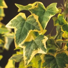 Hedera h. 'Goldchild'