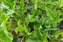 Hedera h. 'Ivalace'
