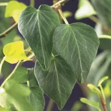 Hedera h. 'Natasja'