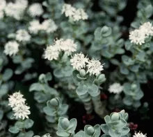 Hebe pinguifolia 'Sutherlandii'