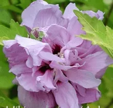 Hibiscus syr. 'Ardens'