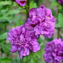 Hibiscus syr. 'French Cabaret PURPLE'