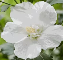 Hibiscus syr. 'Flower tower White'
