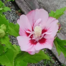 Hibiscus syr. 'Hamabo'