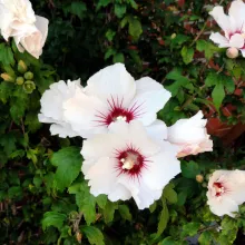 Hibiscus syr. 'Monstrosus'