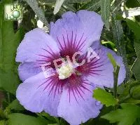 Hibiscus syr. 'Oiseau Bleu'