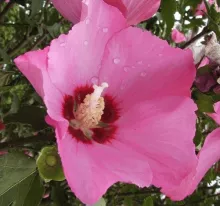Hibiscus syr. 'Woodbridge'