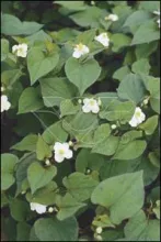 Houttuynia cordata