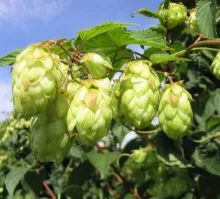 Humulus lupulus 'Nordbrau'