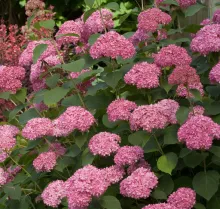 Hydrangea arb. 'Invincibelle'® = 'Pink Annabelle'