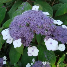 Hydrangea aspera 'Macrophylla'