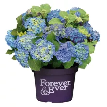 Hydrangea 'Forever and Ever'® BLAUW
