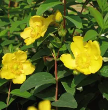 Hypericum 'Hidcote'