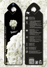 Hydrangea macr. 'Bianco'