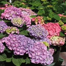 Hydrangea macr. 'Bouquet Rose'