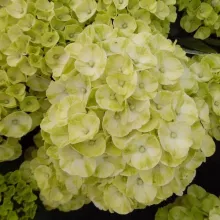 Hydrangea macr. 'Caipirinha'®