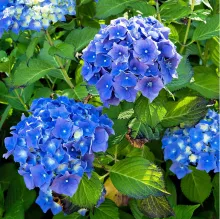 Hydrangea macr. 'Early Blue' ®