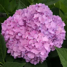 Hydrangea macr. 'Endless Summer'® ROZE The Original
