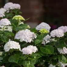 Hydrangea m. 'Endless Summer'®' 'The Bride'