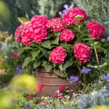 Hydrangea macr. 'Endless Summer'® ROOD Summer Love