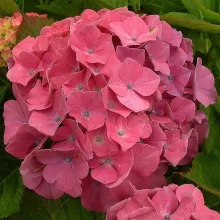 Hydrangea macr. 'King George'