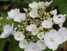 Hydrangea macr. 'Libelle'