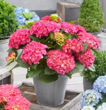 Hydrangea macr. 'Little Pink'