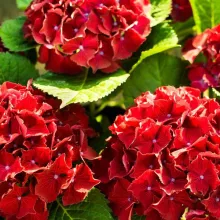 Hydrangea macr. 'Little Red'