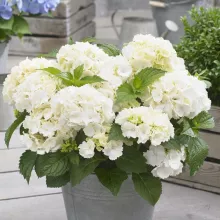 Hydrangea macr. 'Little White'