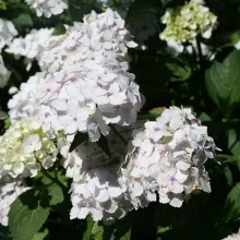Hydrangea macr. 'Mme E. Mouillere'