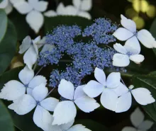 Hydrangea macr. 'Mariesii Perfecta'