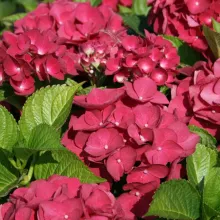 Hydrangea macr. 'Red Baron'
