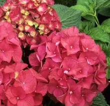 Hydrangea macr. 'Red Beauty'